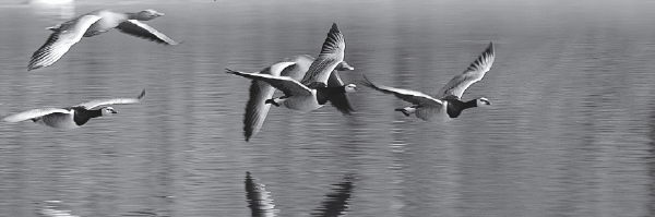 Zugv&ouml;gel
