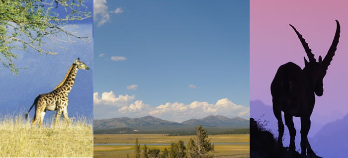 Serengeti-Yellowstone-Nationalpark